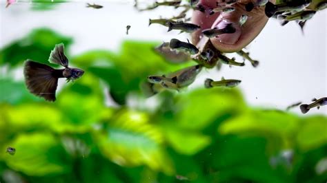 Best Rated Food for Guppies in 2021 • (Reviews & Guide).